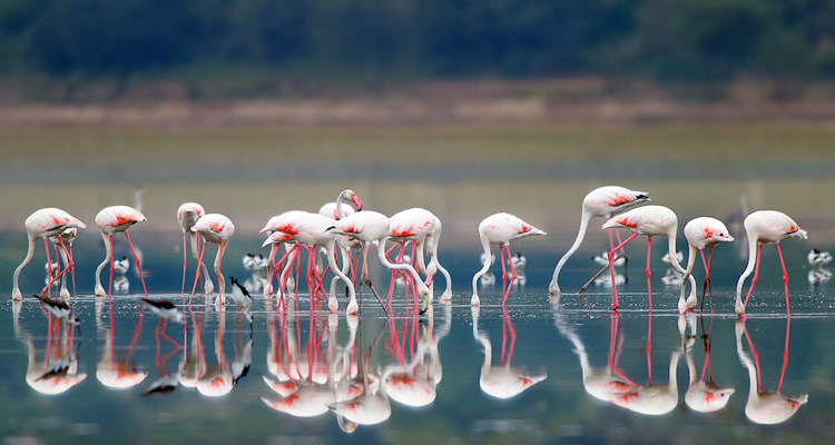 Nalsarovar Lake, Gujarat